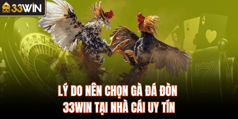 Lý do nên chọn gà đá đòn 33Win tại nhà cái uy tín