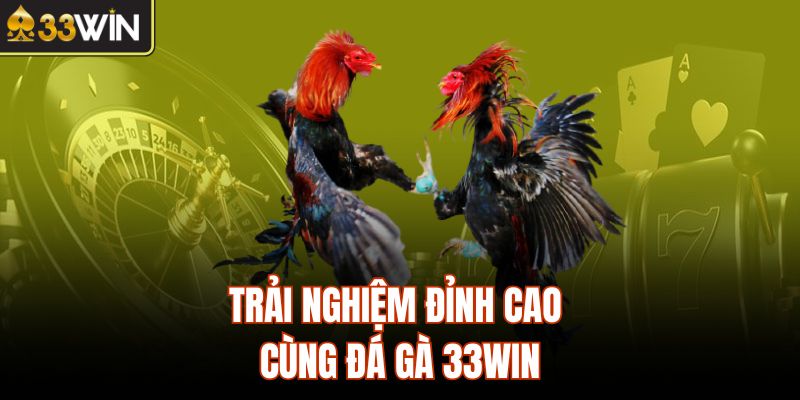 Trải nghiệm đỉnh cao cùng đá gà 33Win